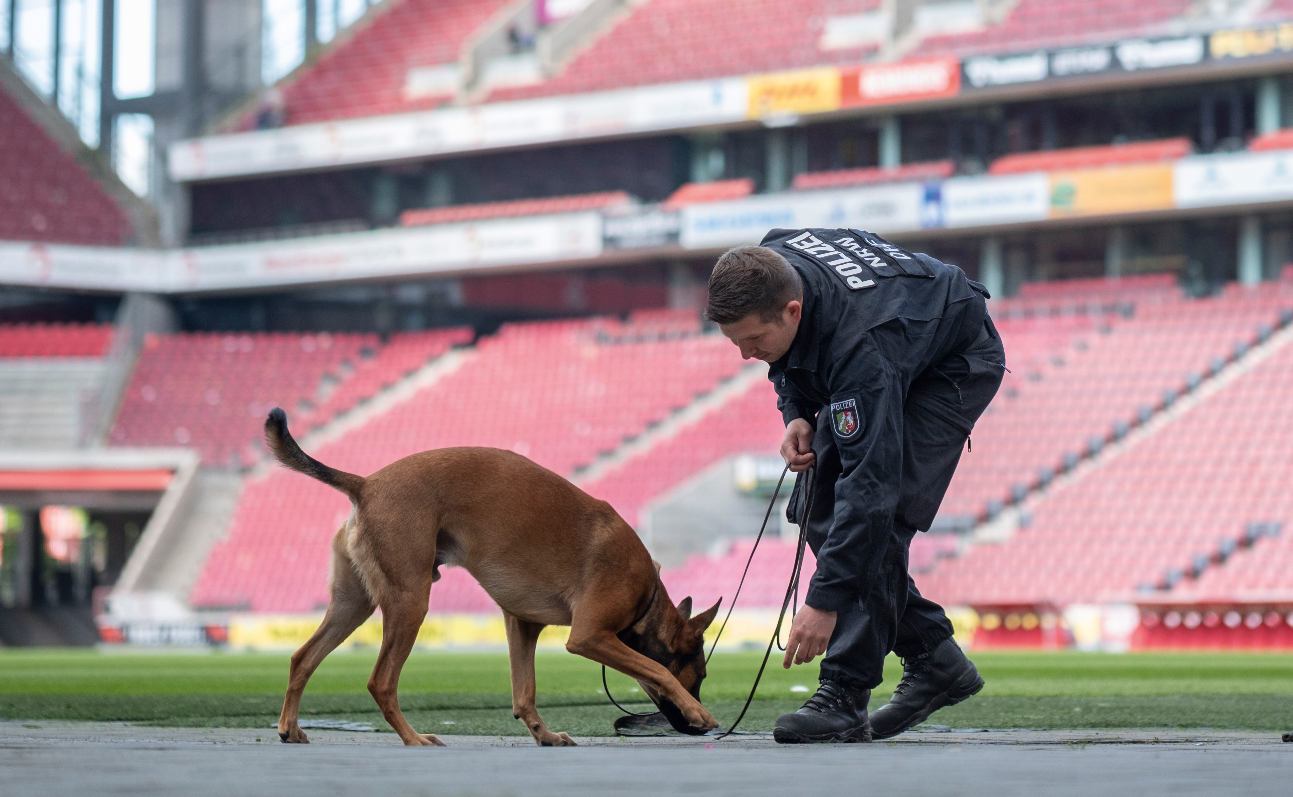 Police superintendent Pascal M. is doing an exercise with explosives detection dog Loki in the RheinEnergieStadion. They are on the soccer pitch. Loki sniffs out something on the ground.