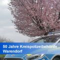 Streifenwagen vor einem Kirschbaum in Blüte