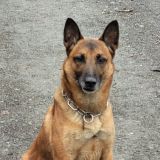 Diensthund Axel
