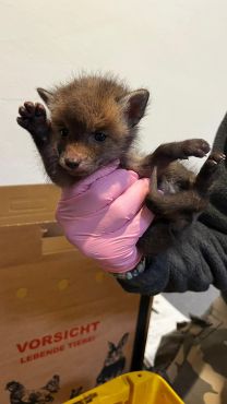 Fuchsbaby
