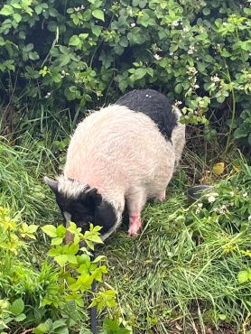 ausgebüxtes Schwein