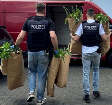 Zwei Polizeibeamte tragen Cannabispflanzen in Papiertüten zu einem Lieferwagen