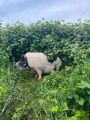 ausgebüxtes Schwein 