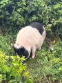 ausgebüxtes Schwein